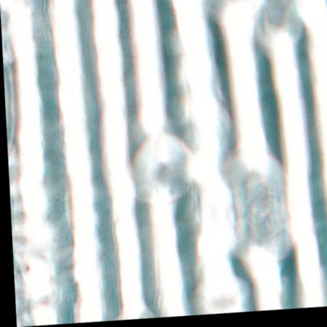 Dataset Image