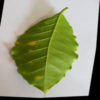 Dataset Image