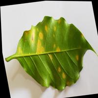 Dataset Image