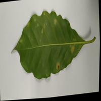 Dataset Image