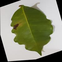 Dataset Image