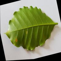 Dataset Image