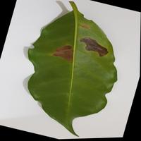 Dataset Image