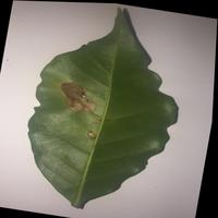 Dataset Image