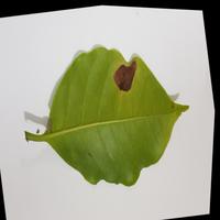 Dataset Image