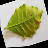 Dataset Image