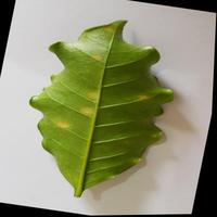 Dataset Image