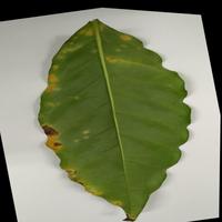 Dataset Image