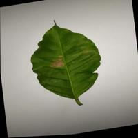 Dataset Image