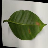 Dataset Image