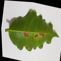 Dataset Image