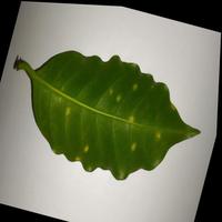 Dataset Image