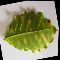 Dataset Image