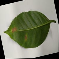 Dataset Image