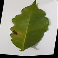 Dataset Image