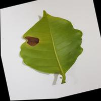 Dataset Image