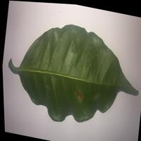 Dataset Image