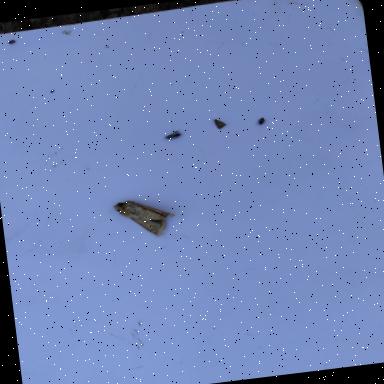 Dataset Image