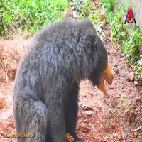 Dataset Image