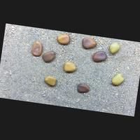 Dataset Image