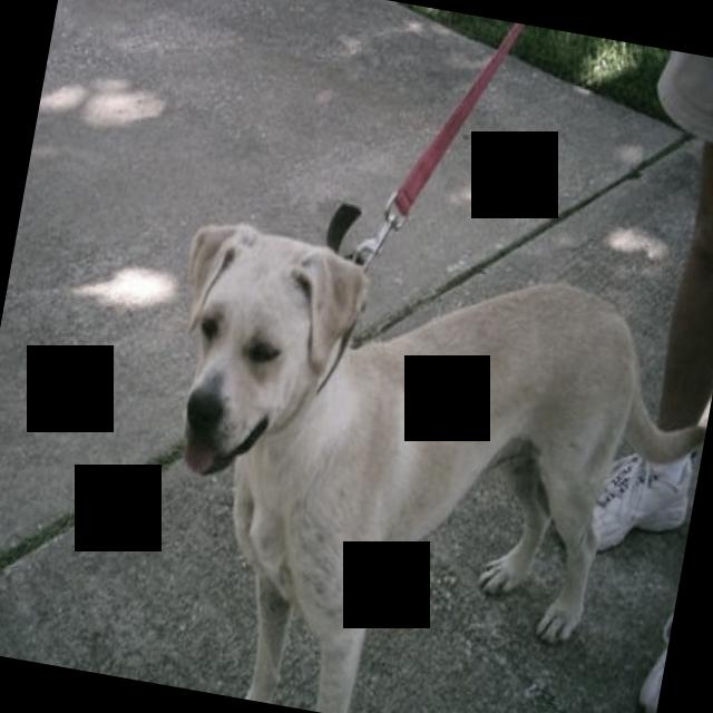 Dataset Image