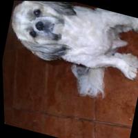 Dataset Image