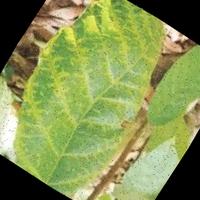 Dataset Image