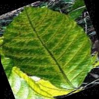 Dataset Image