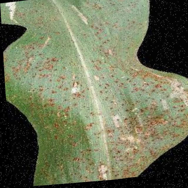 Dataset Image