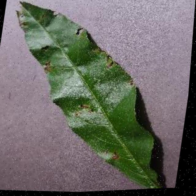 Dataset Image