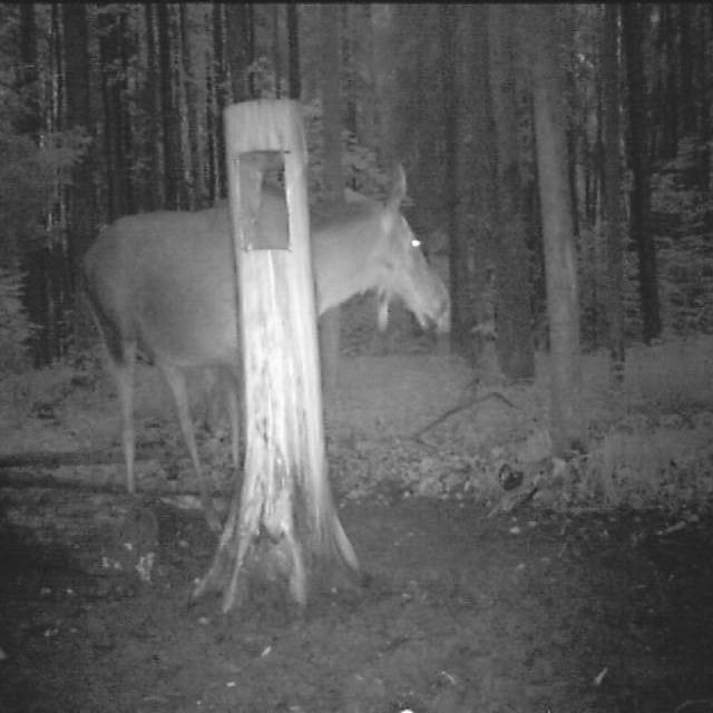 Dataset Image