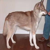 Dataset Image
