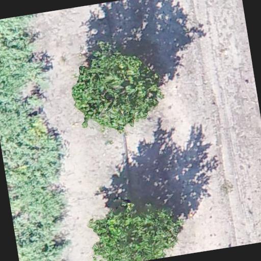 Dataset Image