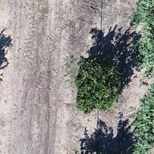 Dataset Image