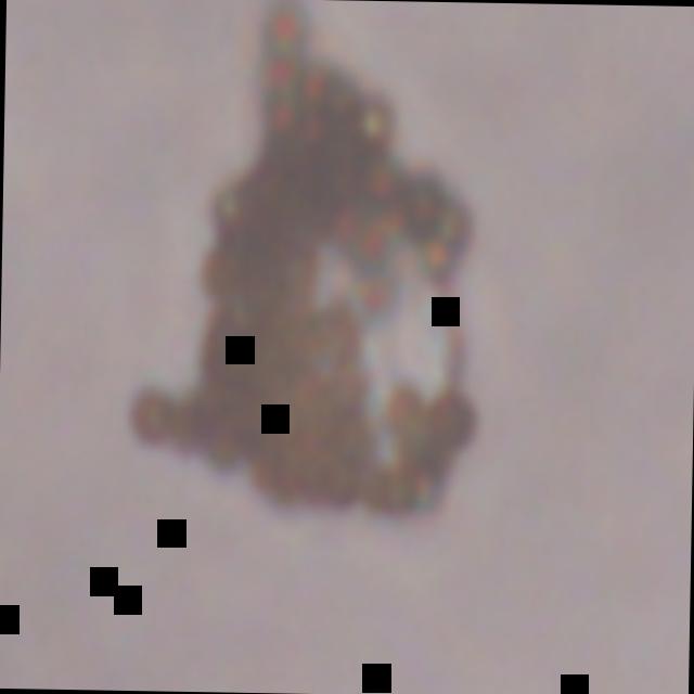 Dataset Image