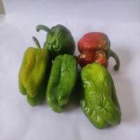 Dataset Image