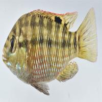 Dataset Image