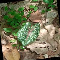 Dataset Image