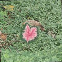 Dataset Image