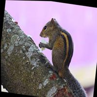 Dataset Image