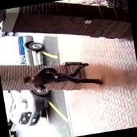 Dataset Image