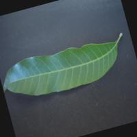 Dataset Image
