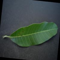 Dataset Image