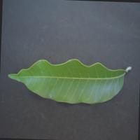 Dataset Image