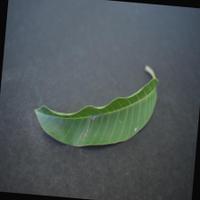 Dataset Image