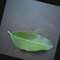 Dataset Image