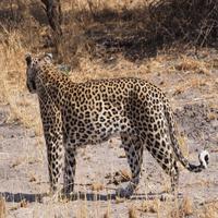 Dataset Image