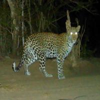 Dataset Image