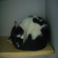 Dataset Image