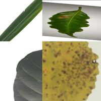 Dataset Image